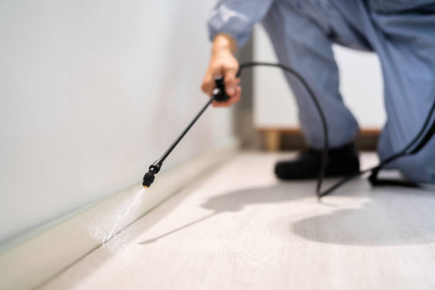 Licensed Ant Control service in League City, TX - Nex Pest Control