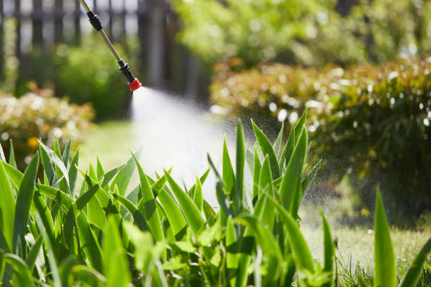 24/7 Emergency Ant Control experts in League City, TX