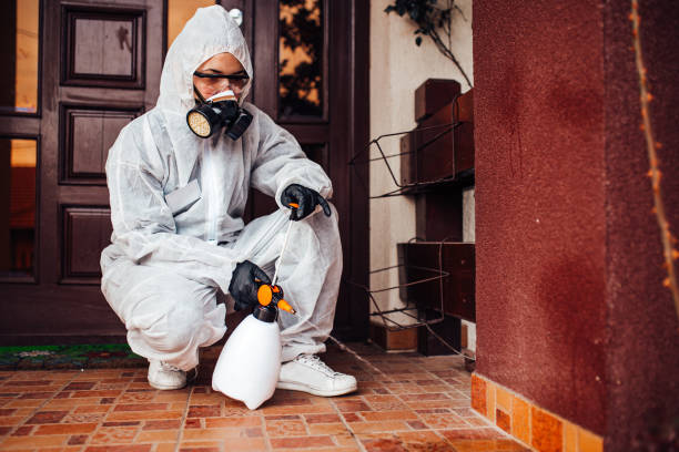 Reliable Ant Control contractor in League City, TX by Nex Pest Control